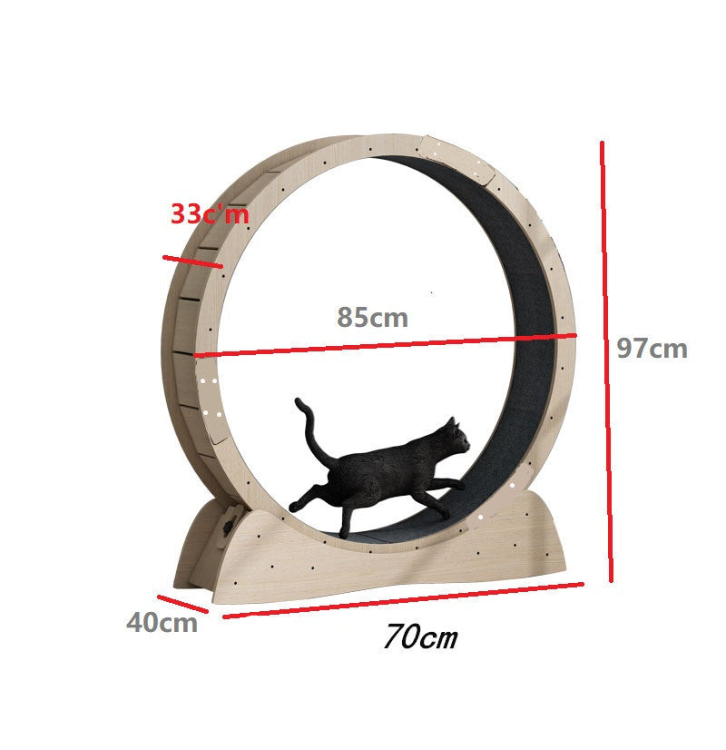 Cat Weight Loss Exercise