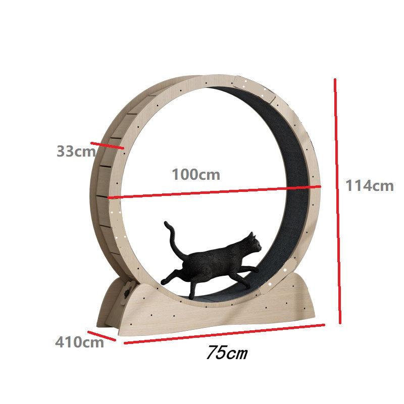 Cat Weight Loss Exercise