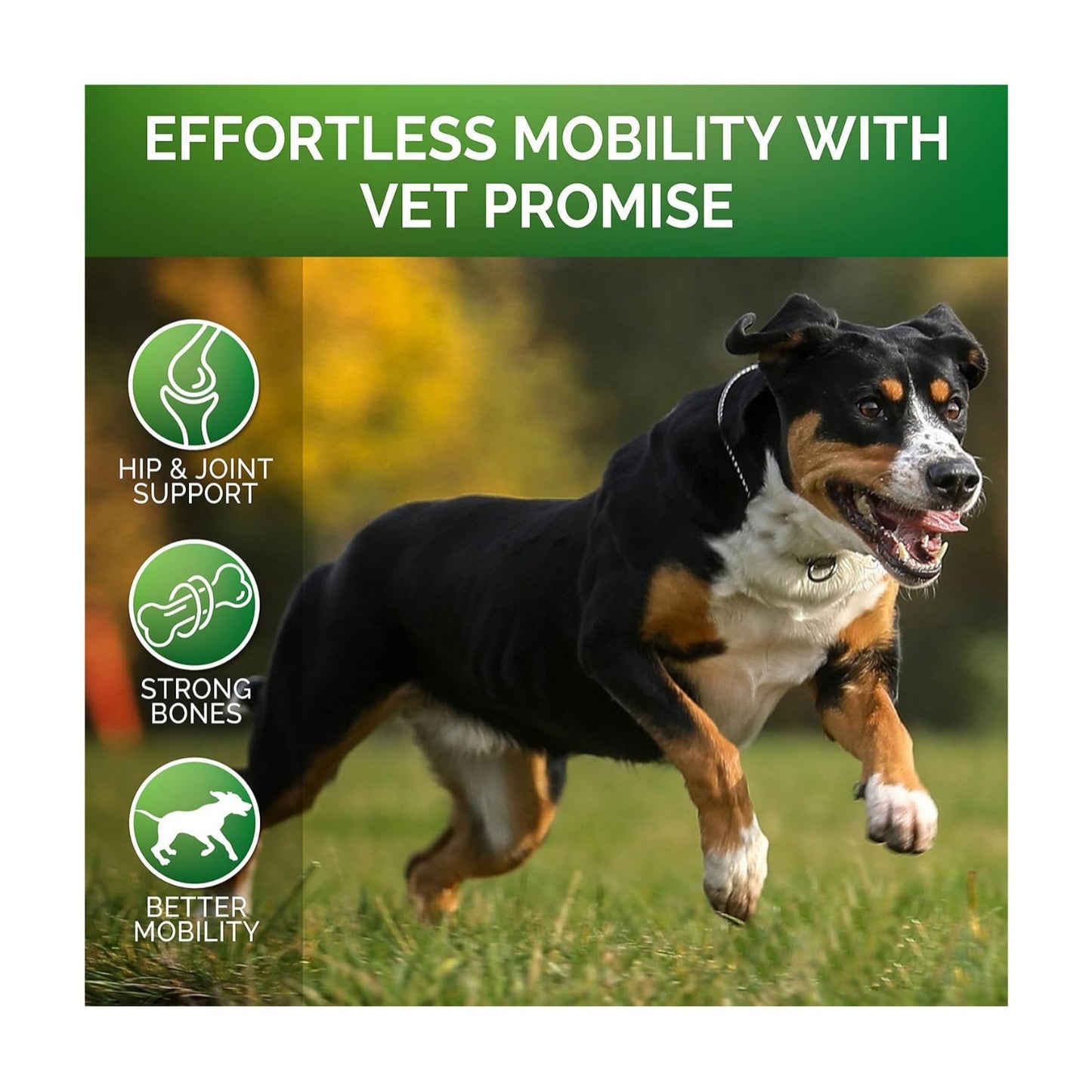 Pet Supplement Chondroitin