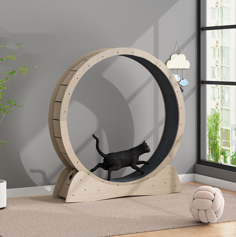 Cat Weight Loss Exercise