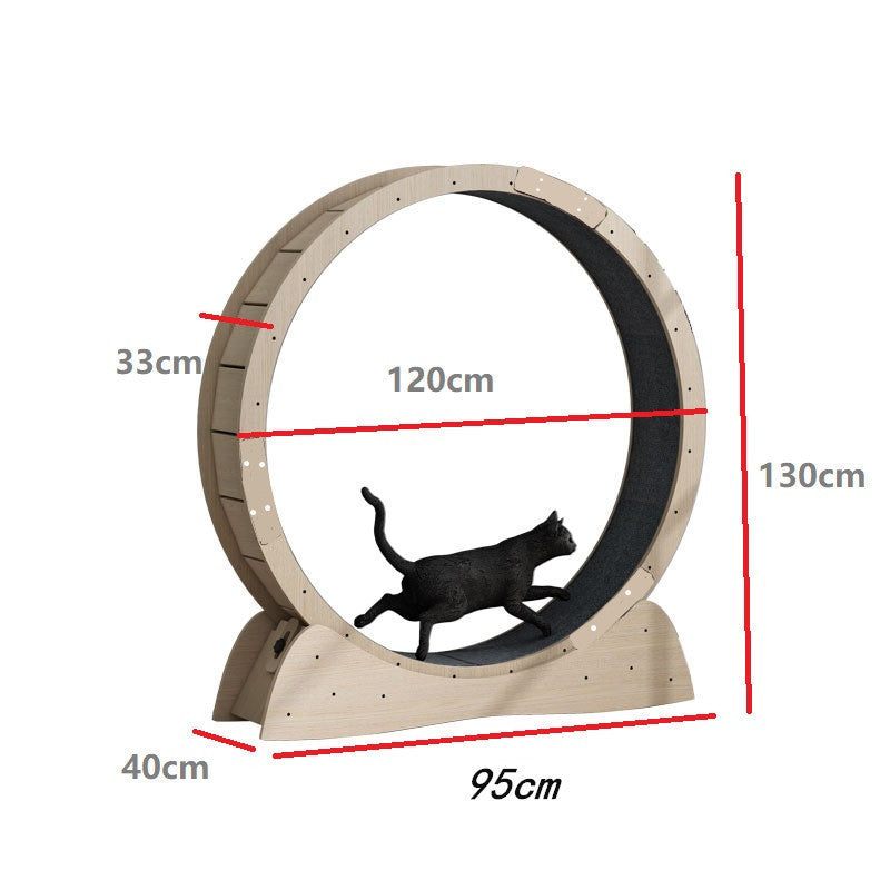 Cat Weight Loss Exercise